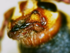 Xylotrechus chinensis