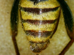 Xylotrechus chinensis