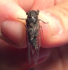 Atrapsalta corticina