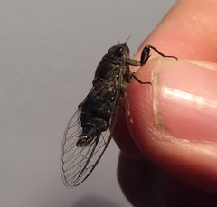 Atrapsalta corticina