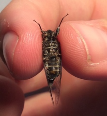 Atrapsalta corticina