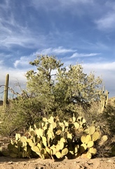 Opuntia engelmannii engelmannii