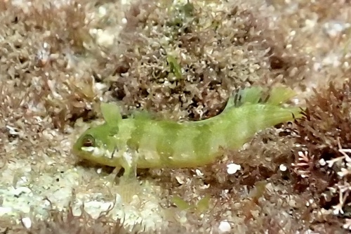 Ringscale weedfish (Heteroclinus heptaeolus) — Clinidae