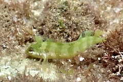 Ogilby's Weedfish photo 4
