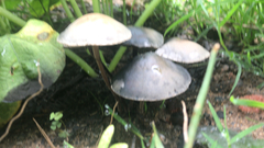 Panaeolus cyanescens