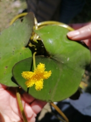 Nymphoides fallax