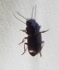 Stenomorphus