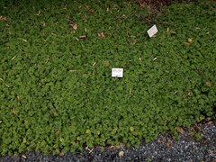 Chrysosplenium davidianum