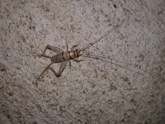 Gryllodes sigillatus
