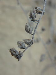 Artemisia arenaria