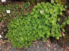 Epimedium hunanense