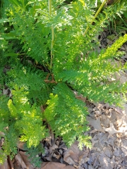 Filipendula vulgaris