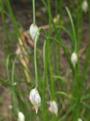 Allium sikkimense