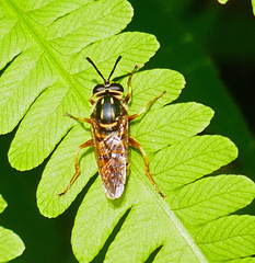 Sphecomyia vittata