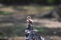 Passer domesticus