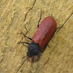 Bostrichus capucinus