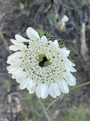 Artedia squamata