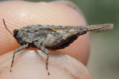 Tetrix ceperoi