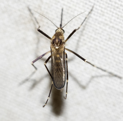 Aedes zoosophus