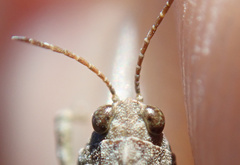Tetrix ceperoi