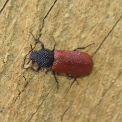 Bostrichus capucinus