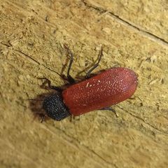 Bostrichus capucinus