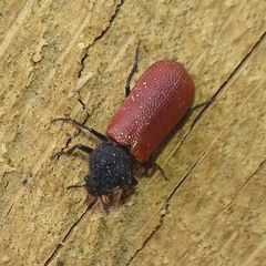 Bostrichus capucinus