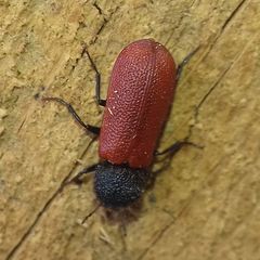 Bostrichus capucinus