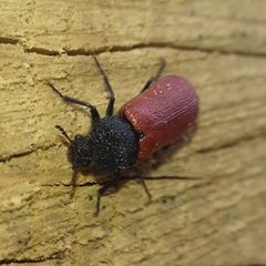 Bostrichus capucinus