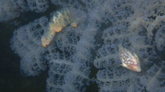 Eubalichthys mosaicus