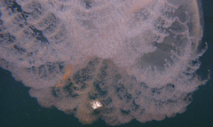 Eubalichthys mosaicus