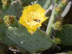 Opuntia cacanapa