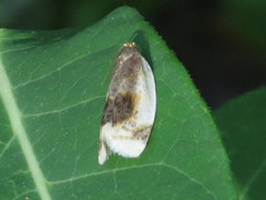 Clepsis melaleucanus