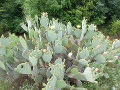 Opuntia cacanapa