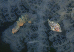 Eubalichthys mosaicus