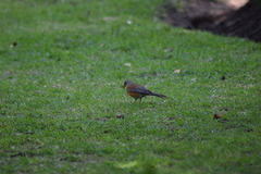 Turdus rufopalliatus