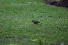 Turdus rufopalliatus