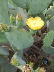 Opuntia cacanapa