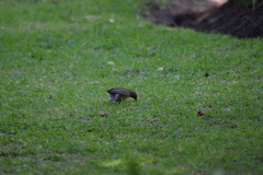 Turdus rufopalliatus