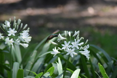 Saucerottia beryllina