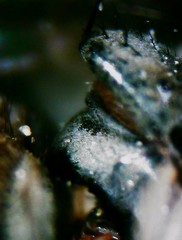 Tromodesia angustifrons