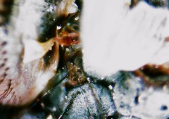 Tromodesia angustifrons