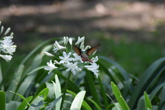 Saucerottia beryllina