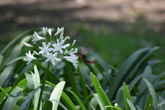 Saucerottia beryllina