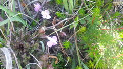 Pedicularis sylvatica sylvatica