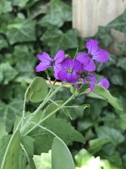Lunaria annua
