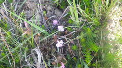 Pedicularis sylvatica sylvatica