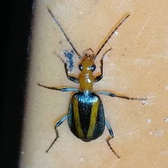 Brachinus bilineatus