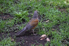 Turdus rufopalliatus