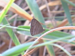 Hermeuptychia gisella